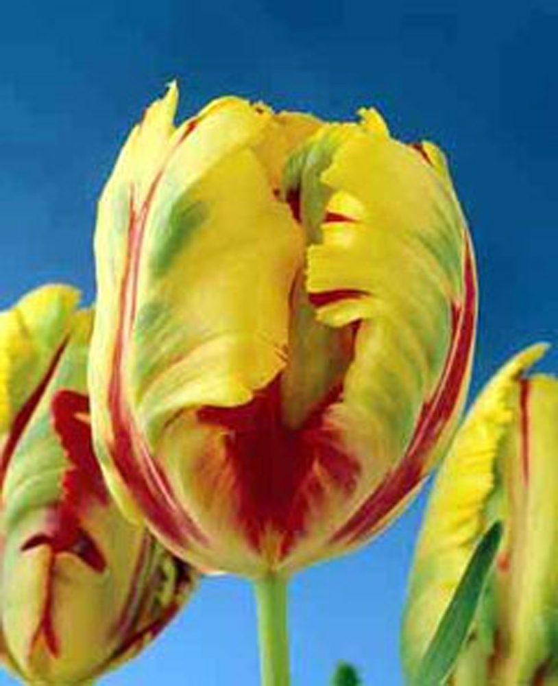 Texas Flame Parrot Tulip Bulbs